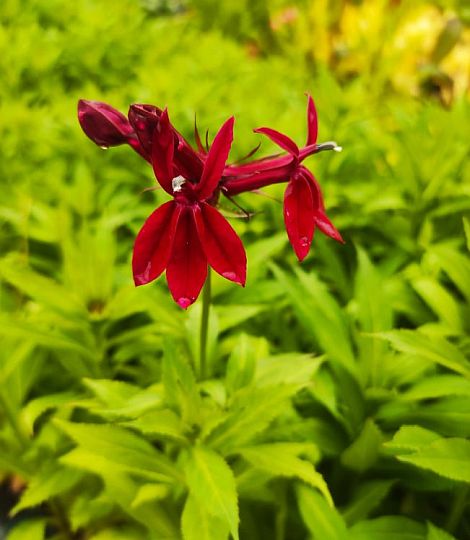 Lobelia mix farieb
